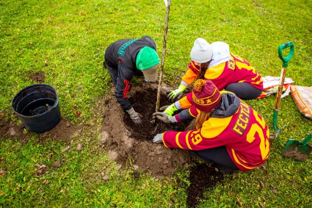 Three volunteers help plant trees on the Loyola campus