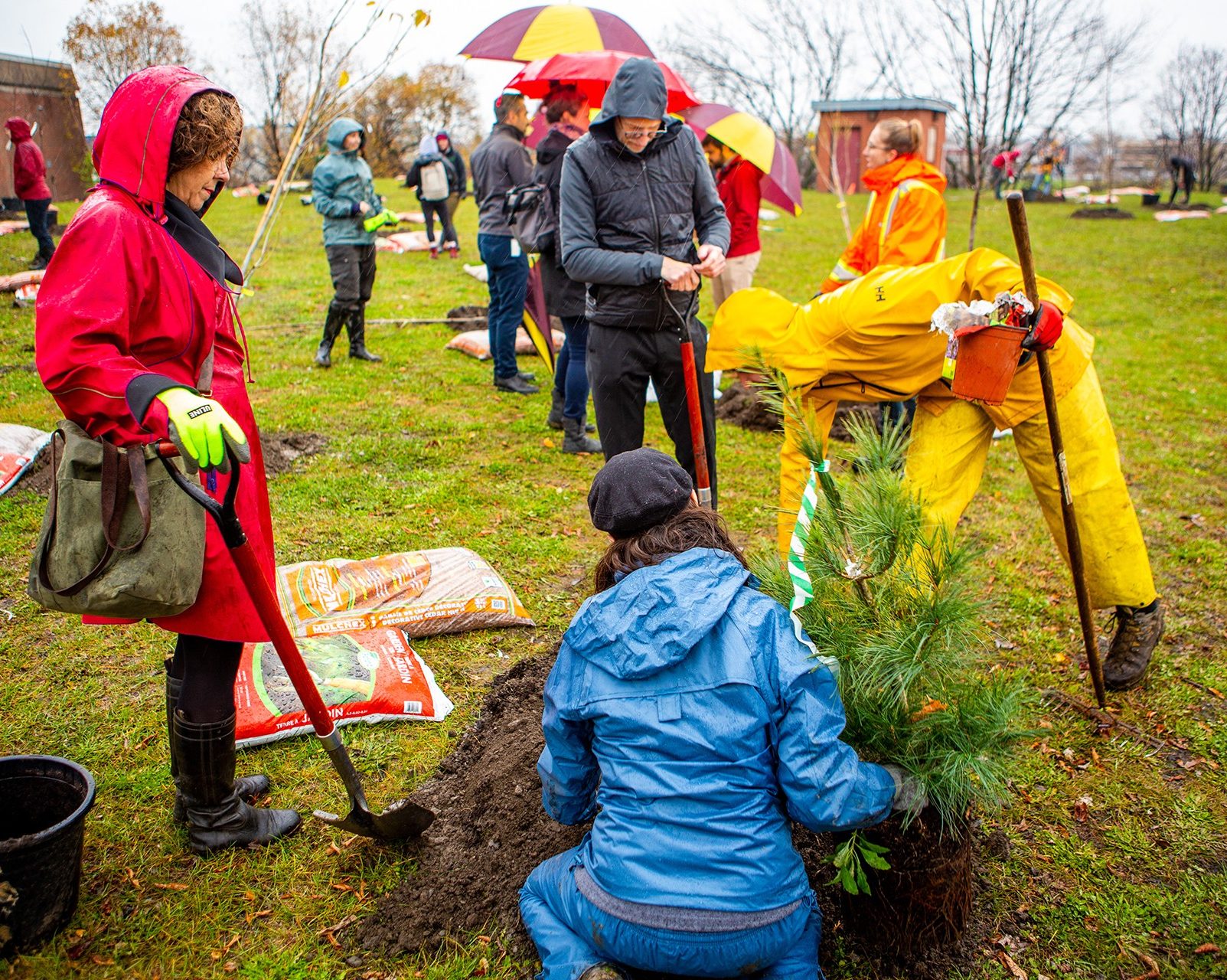 Four people in red, blue, yellow, and black raincoats planting a coniferous sapling in a large hole with shovels.