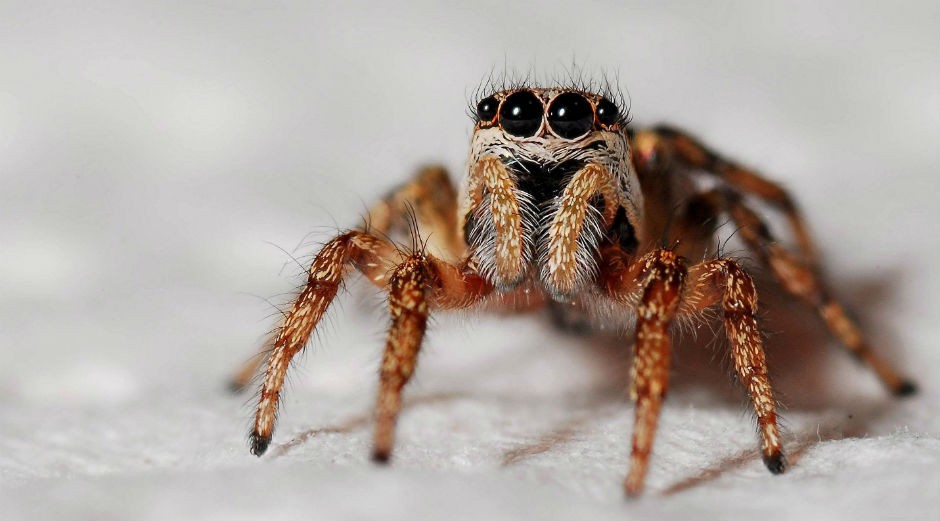 Les phobies se caractérisent par une peur irrationnelle d'un objet ou d'une situation spécifique, comme les araignées, les aiguilles, les hauteurs ou l'avion.