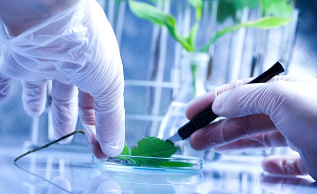 Hydroponics extended essay picture