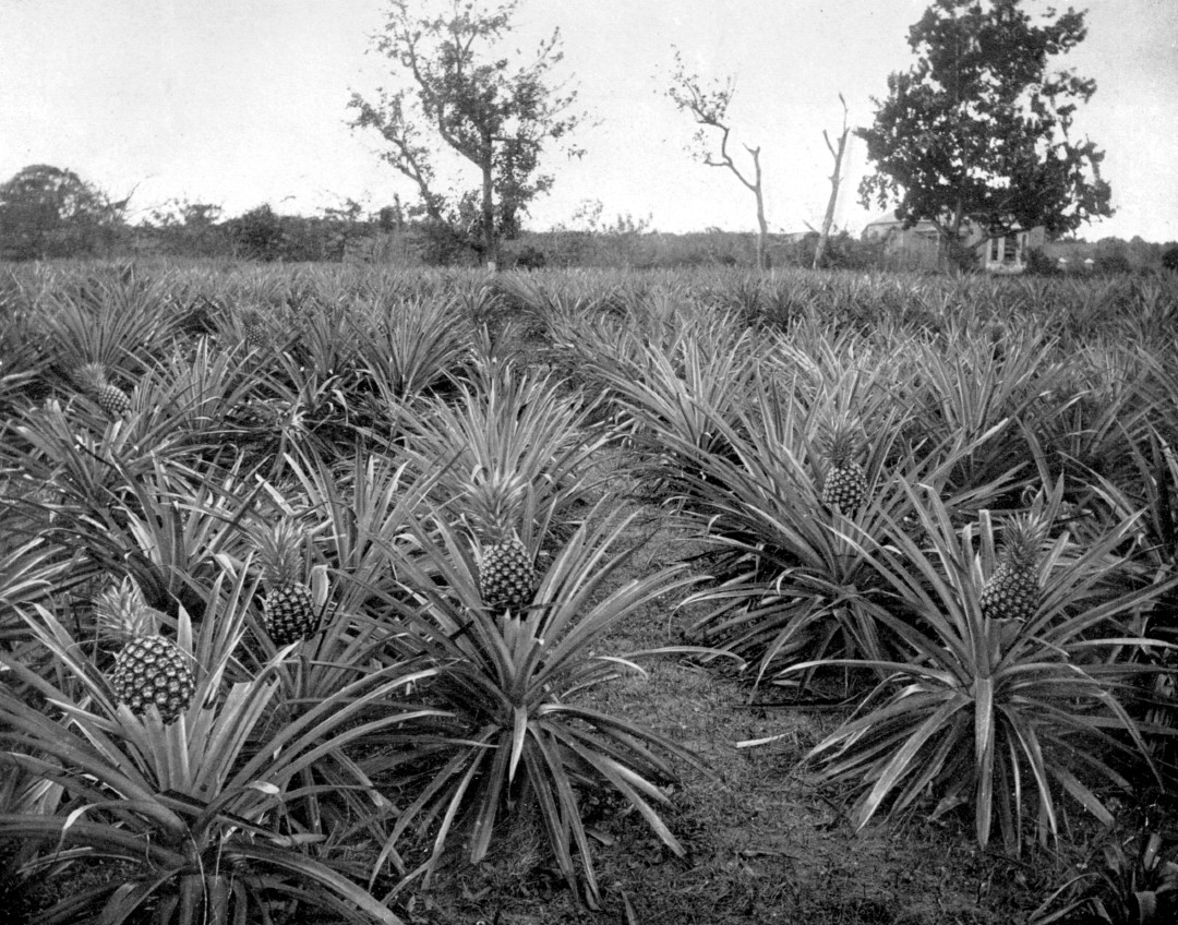 A black and white photograph of a pineapple grove in Jamaica.