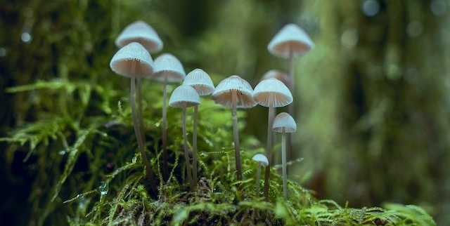 Close-up Photo of White Mushrooms