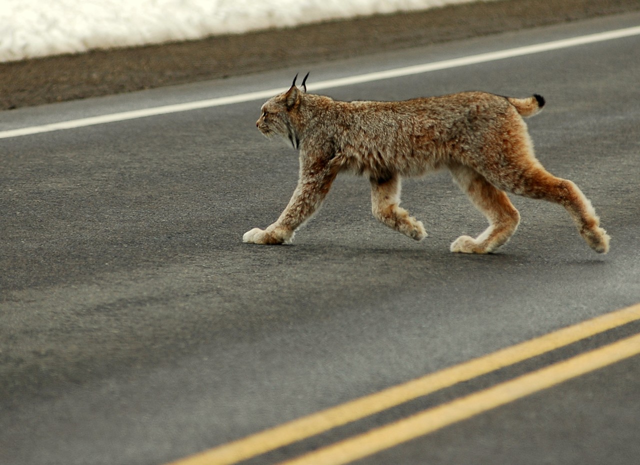 An Iberian lynx crosses the road, headed—hopefully—for safety. 
