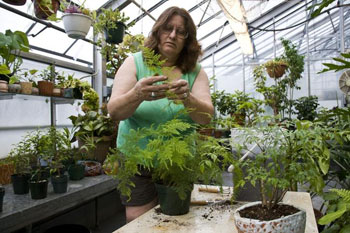 Concordia's greenhouse is located on the rooftop of the Henry F. Hall Building (1455 De Maisonneuve Blvd. W). | Photo by Concordia University.