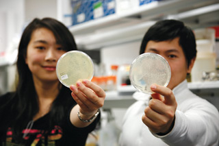 Biology master’s students Yao Zhang (left) and Ming Yan Sun hold petri dishes of bacteria equipped with gene regulatory networks. “Now the cell is being thought of as a biochemicalfactory,” says Ming. | Photo by Concordia University
