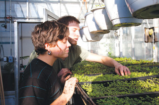 Each Thursday, volunteers plant seedlings to maintain a steady supply of lettuce varieties for distribution across Concordia. | Photos all by Concordia University