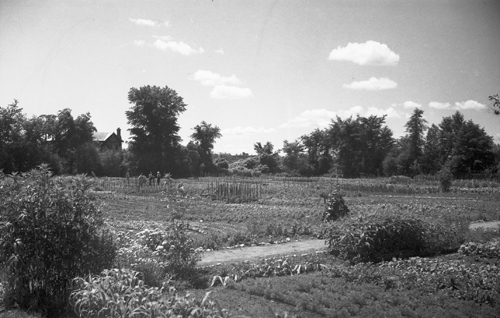 NDG community gardens, 1938. | Image courtesy of the National Archives