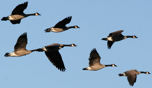 Canadian geese are known for thunderous honking as they fly overhead. But why?