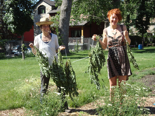 From left, Julia Gregory and Nine Vroeman with leaves to dry from the RealiTEA garden. | All photos by Ruby Jean Van Vliet