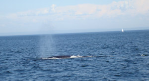 Concordia’s new faculty saw plenty of whales during an orientation excursion to Rivière-du-Loup.