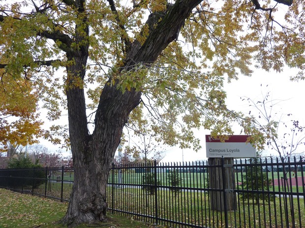 A maple tree on the Road of Remembrance