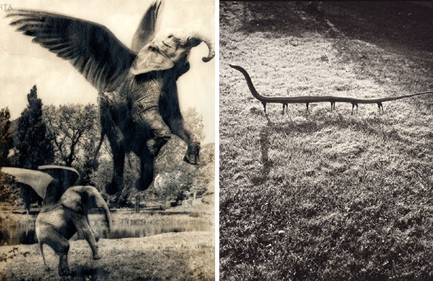Fontcuberta's Fauna series detailed fabricated zoological rarities. From left to right: Aerofants (foto: C. A. Bromley), 1941. Solenoglypha Polipodida, 1985.
