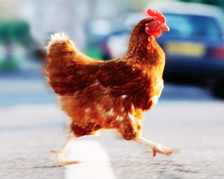 How did the chicken cross the road … safely?