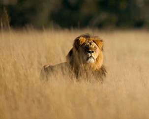 3 facts we didn’t know about Cecil the lion