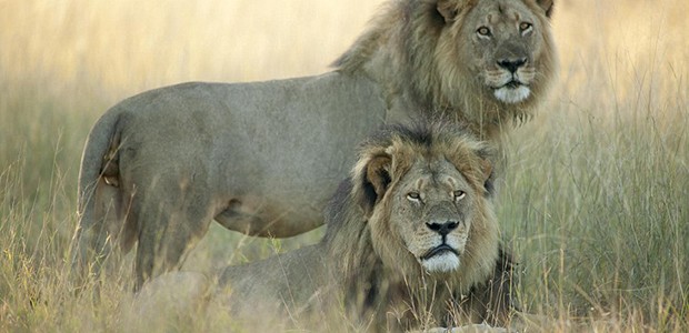 Cecil the lion, killed by Walter Palmer