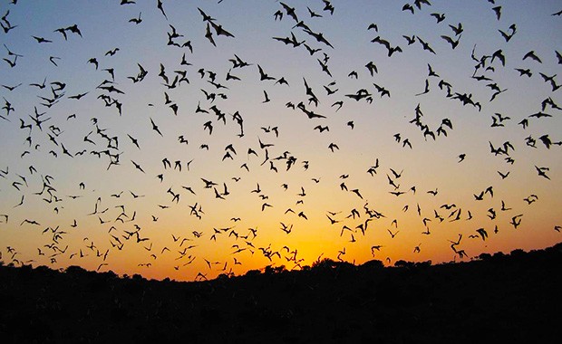 The research team analyzed 9,552 hours of bat-call recordings captured over 243 nights, from 15 monitoring sites in south-central Texas.