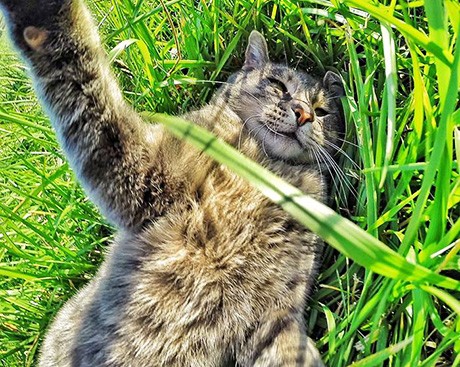 What the cat who takes selfies says about your personality
