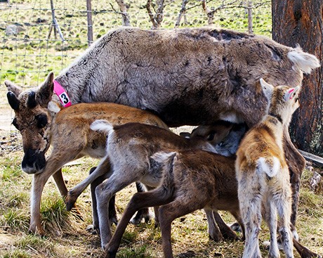 What motivates ‘costly’ milk sharing among reindeer?