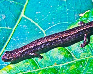 The significance of salamanders