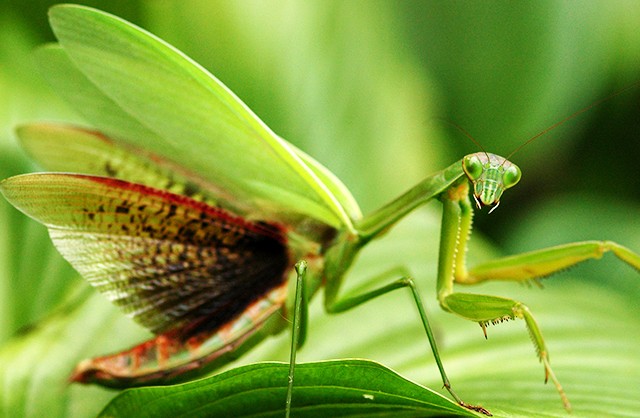 Praying mantis close-up | Courtesy of National Geographic