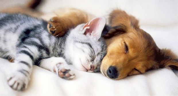 nap-sleep-cat-dog-620 nap-sleep-cat-dog-620