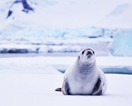 NEW RESEARCH: Antarctica's biodiversity is under threat from tourism and climate change