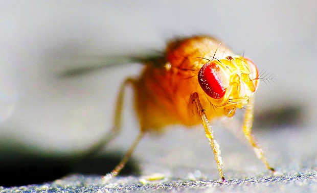 research-kidney-fruit-flies-620 research-kidney-fruit-flies-620