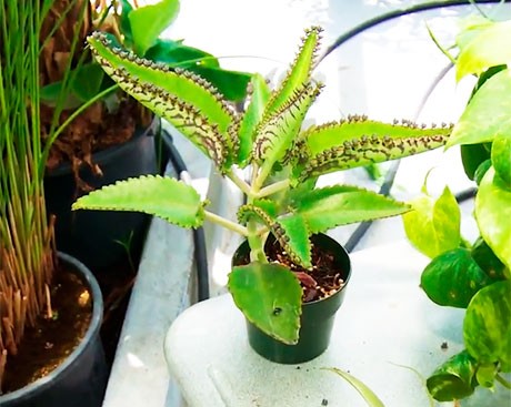 VIDEO: How to pick the perfect houseplant