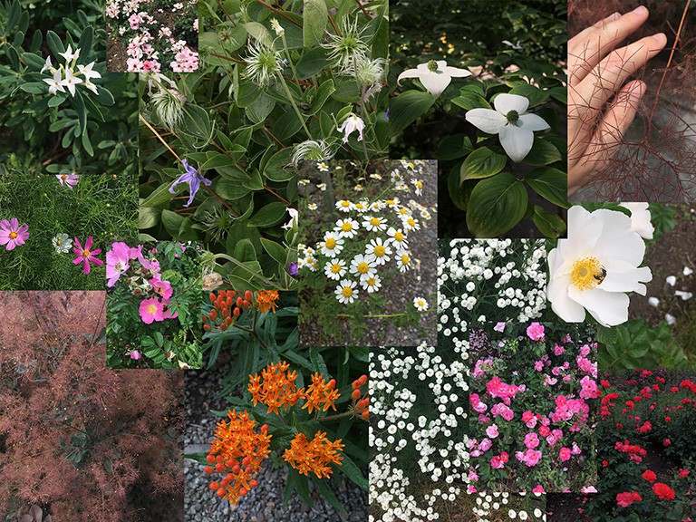 Photo collage of different flowering plants.