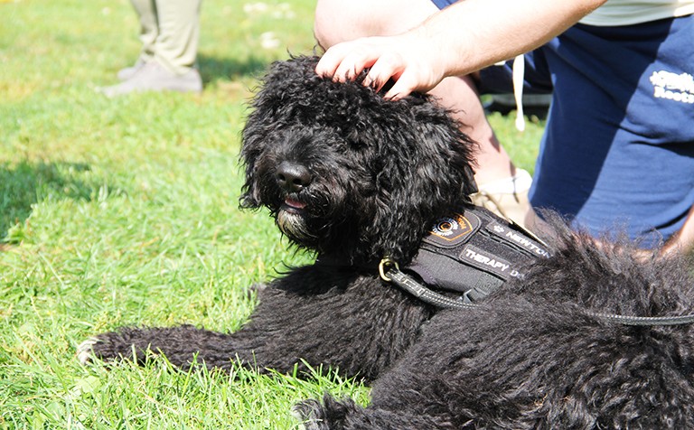 A black Portuguese water dog with a harness and leash being petted by a person.