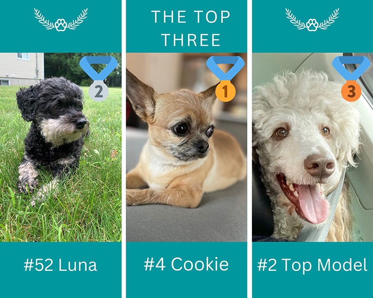 The top three Pet Photo Contest vote-getters — Cookie (centre), Luna (left) and Top Model — each earned a Mondou gift card.