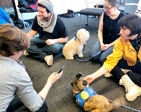Pet therapy dogs: a calming canine caravan comes to Concordia