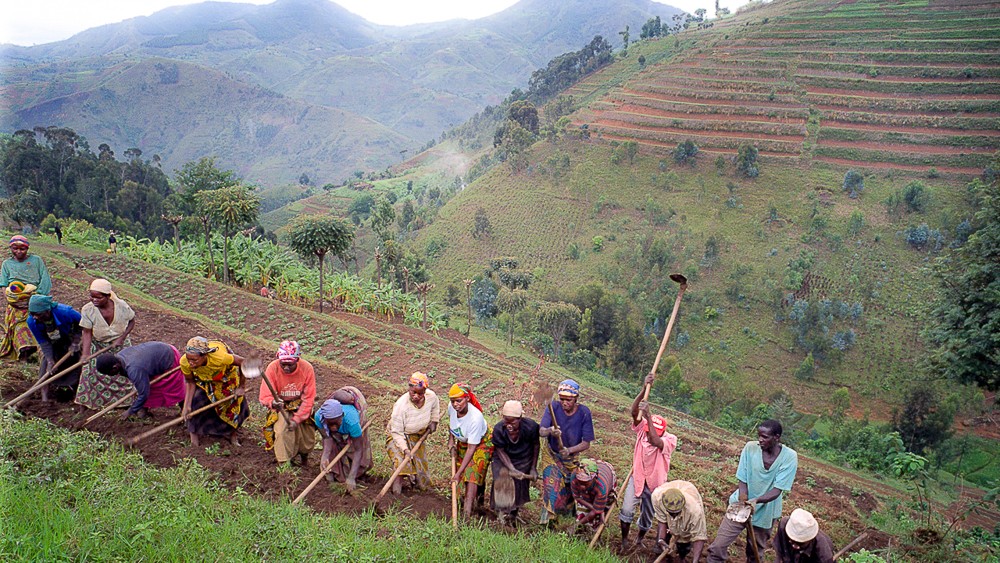 Rwandans working the fields on a hill