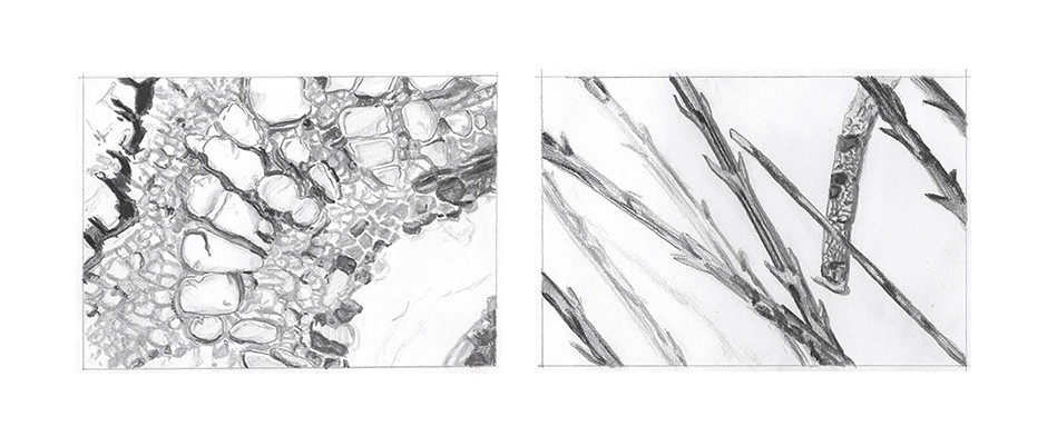 Bettina Forget, 2020, drawings of fern rhizome and dandelion pappus, graphite on paper