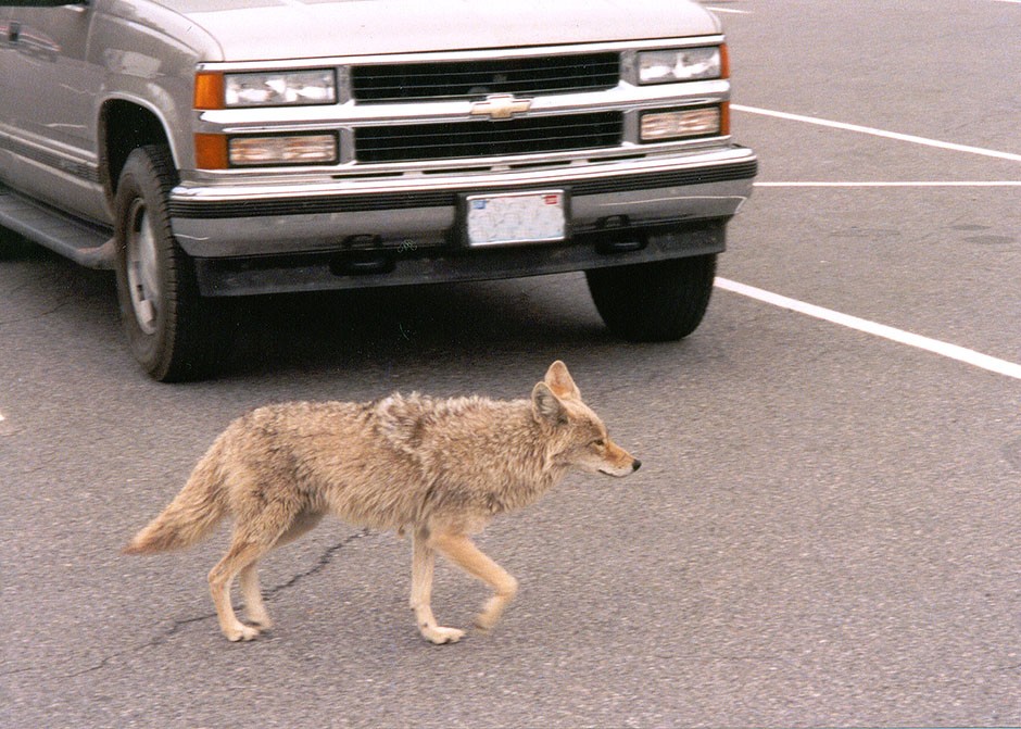 Coyote in front of a truck