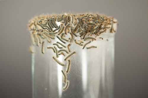 Alison Reiko Loader "En Masse" 2015, caterpillar cartography Alison Reiko Loader "En Masse" 2015, caterpillar cartography