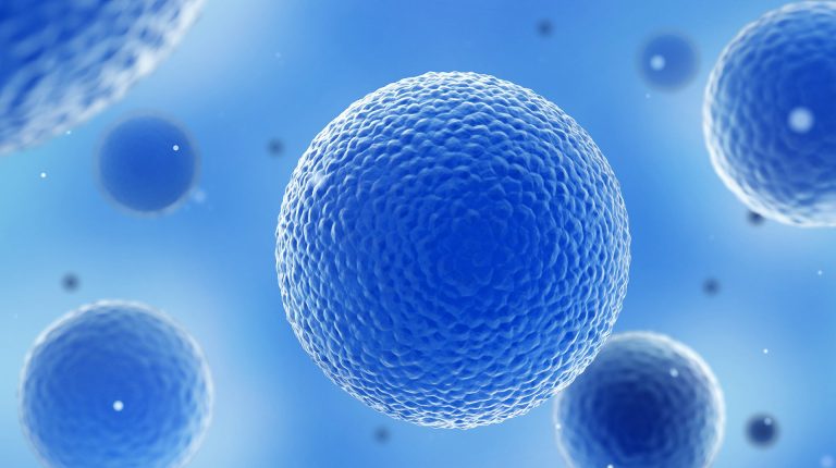 Représentation graphique de cellules fortement agrandies, comme de grandes sphères bleues texturées flottant dans une substance bleu clair.