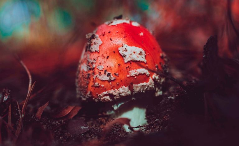 Fine Arts student Miri Chekhanovich's winning research investigates the development of biomaterial using the natural growth process of mushrooms. | Photo by Timothy Dykes on Unsplash