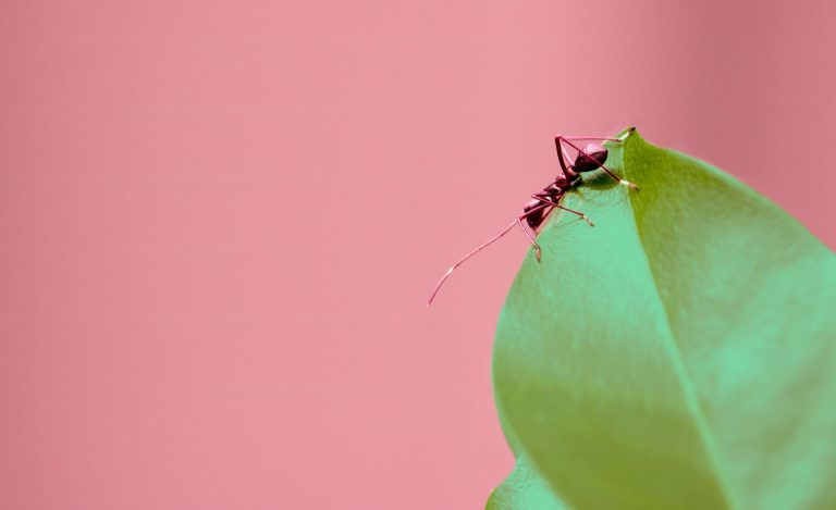 Jean-Philippe Lessard: “In the ant world, we really don’t have much widespread agreement on which traits would be most useful to measure.” | Photo by Sian Cooper, on Unsplash