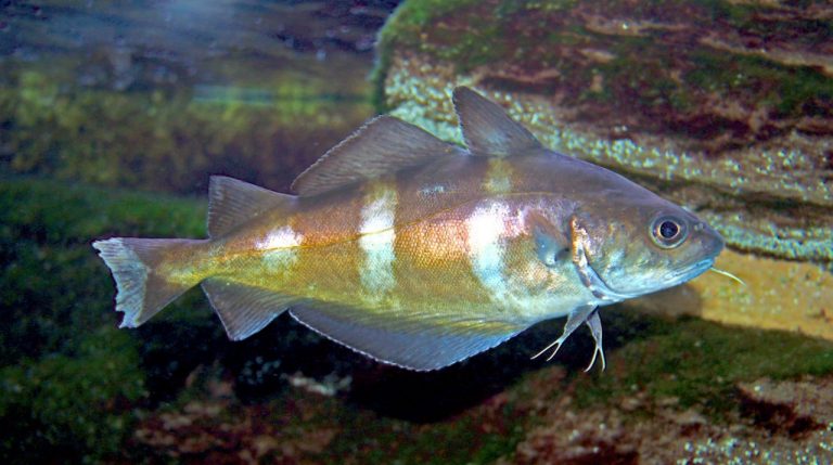 A gold and white striped whiting pout fish