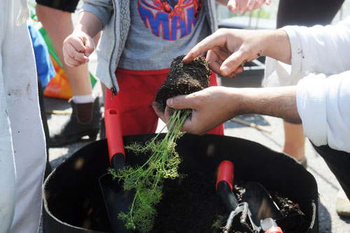 Concordia student Antonio Starnino helps kids participating in the Tomati project to prepare herbs for planting at Royal Vale elementary school in Montreal on June 4.