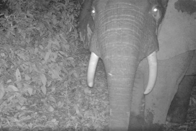 Un éléphant capturé par caméra pendant la nuit dans le parc national de Campo-Ma'an