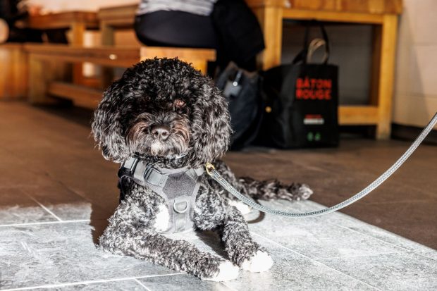 Black and white curly-haired dog lying on a tiled floor, wearing a harness and leash, with wooden benches and a tote bag visible in the background.