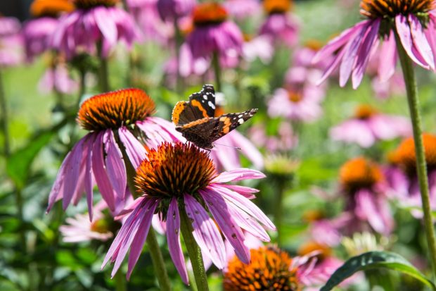 A butterfly with orange and black wings perches on a purple coneflower in a garden with more purple coneflowers in the background.