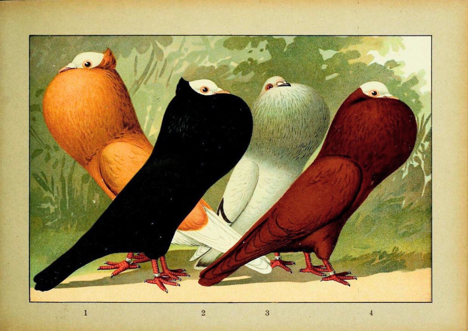 Pigeons Vintage drawing of four pigeons with differently-coloured feathers, each puffing up their chest