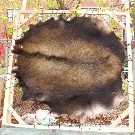 Photo of a A stretched moose hide 