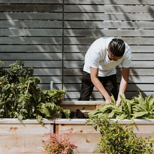 A man bends over working on a raised garden bed of leafy greens with a grey slatted fence behind him