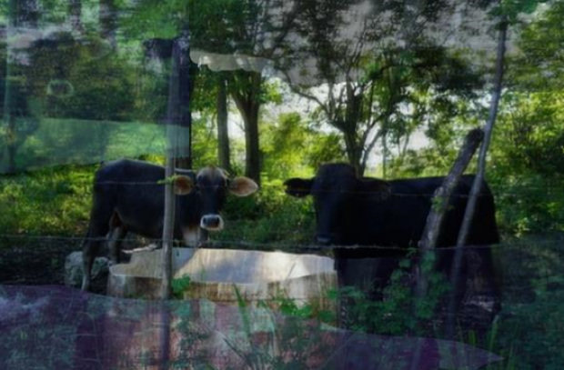 Images of shirtless men on the facade of the Stock Bar building with passersby walking along St. Catherine in the Gay Village. 