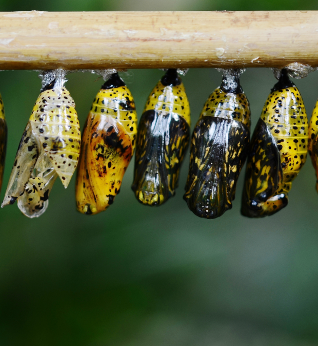 A line of butterflies in their cocoons