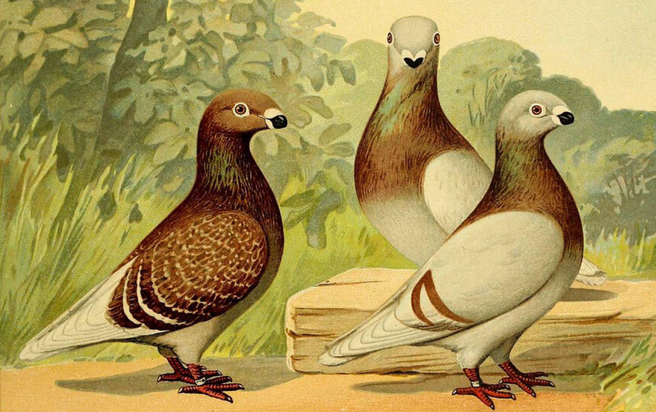 Painting of 3 inquisitive pigeons